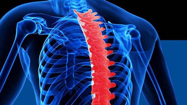 Place of T-Spine in human body